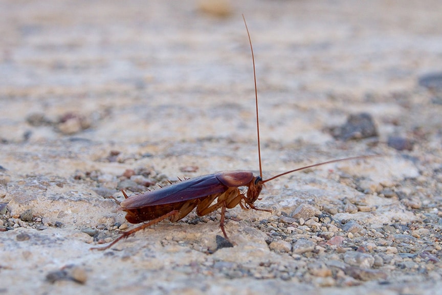 Providing Affordable Cockroach Pest Control Treatment In Phoenix