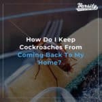 How Do I Keep Cockroaches From Coming Back To My Home