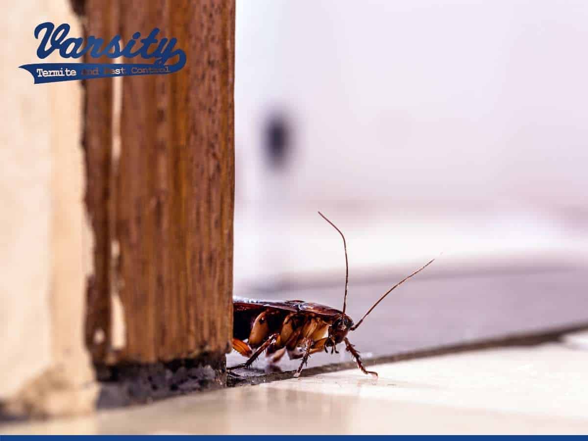 Early Warning Signs You Might Have Roaches & How To Prevent Them