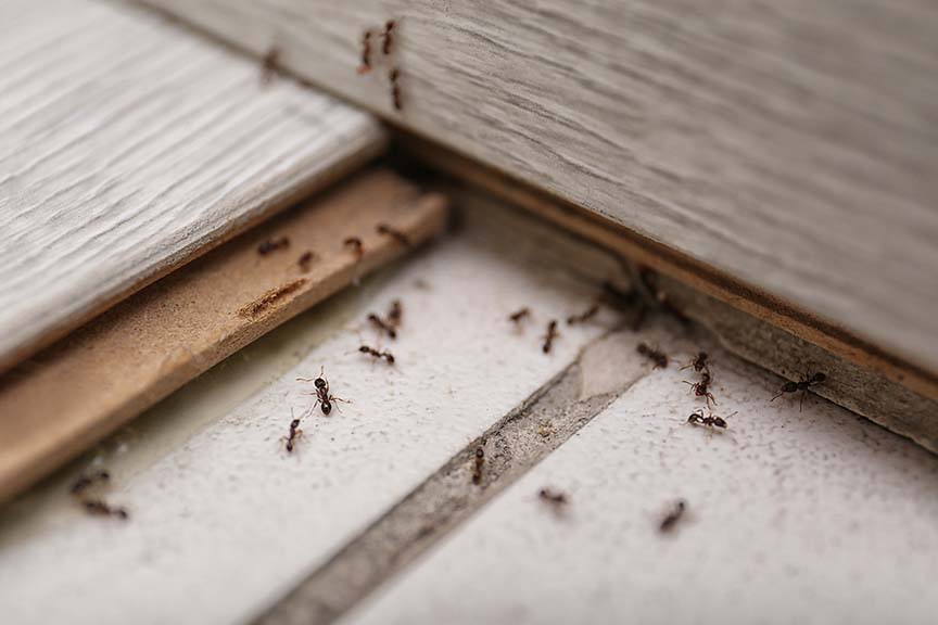 Affordable Ant Pest Control Services In Gilbert