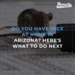 Do You Have Mice At Home In Arizona Here's What To Do Next