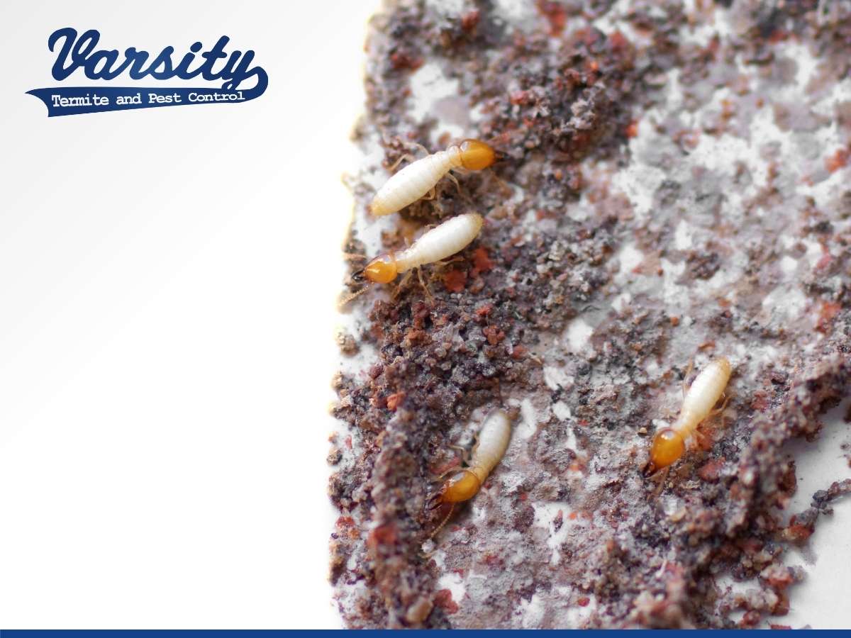 Termites Mud Tubes in Arizona