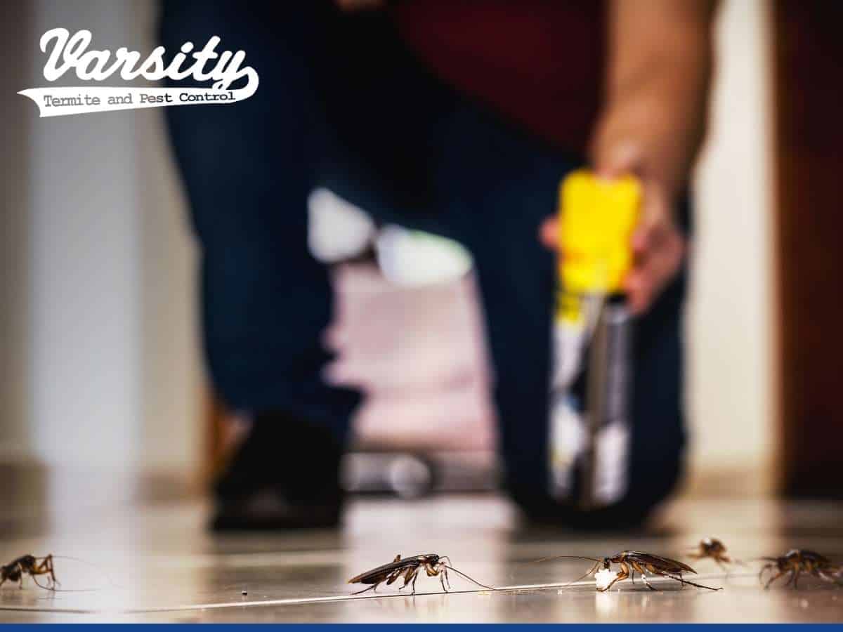 Getting rid of cockroaches in a house in Arizona