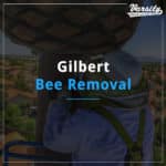 Gilbert Bee Removal featured image
