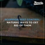 Scorpion Pest Control: Natural Ways To Get Rid Of Them