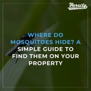 Where Do Mosquitoes Hide A Simple Guide To Find Them On Your Property