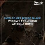 How To Get Rid Of Black Widows From Your Arizona Home