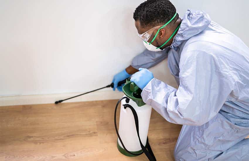 Safe Pest Control Treatments For Homes And Families