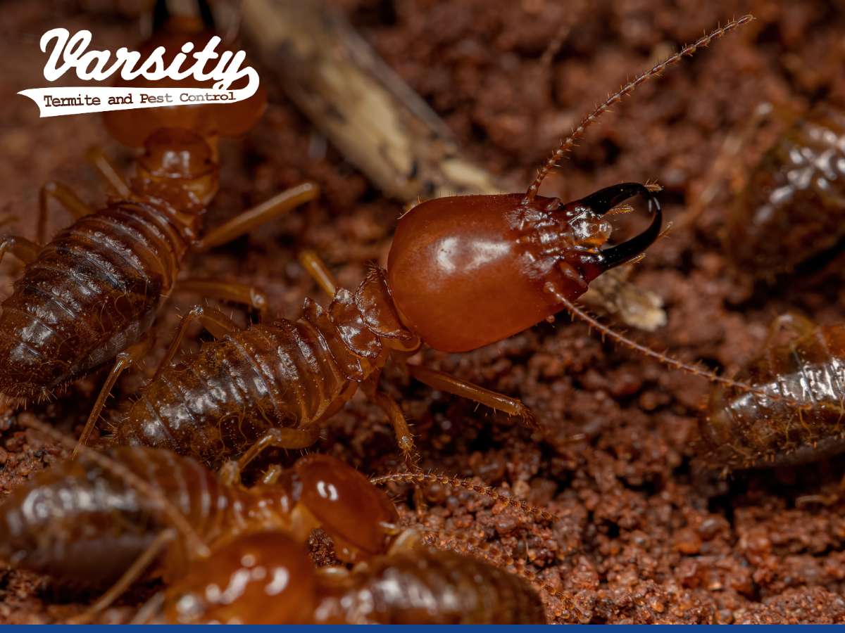 Termite Swarms In Your Home in AZ