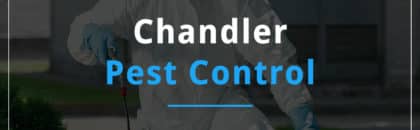 Chandler Pest Control By Varsity Termite And Pest Control