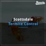 Scottsdale Termite Control At Varsity Termite And Pest Control