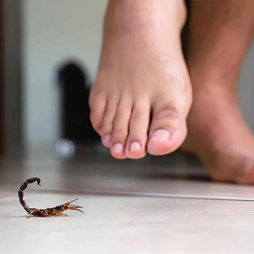 Barefoot Person Next To Small Scorpion On Floor