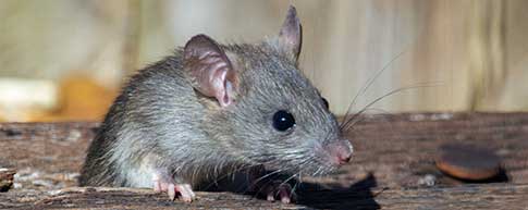 Efficient Rodent Pest Control For Rats And Mice In Mesa