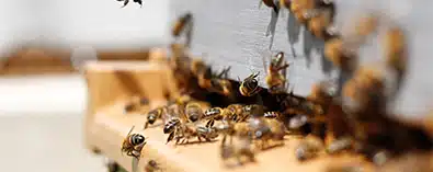 Bee Hive Pest Control In Glendale With Humane Solutions