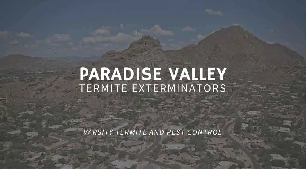 Professional Paradise Valley Termite Exterminators at Varsity