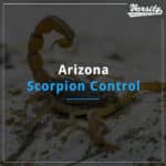 Arizona Scorpion Control At https://staging.varsitytermiteandpestcontrol.com/