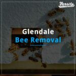 Glendale Bee Removal At https://staging.varsitytermiteandpestcontrol.com/